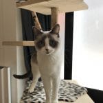 Krabpaal Ragdoll photo review