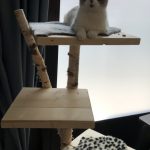 Krabpaal Ragdoll photo review
